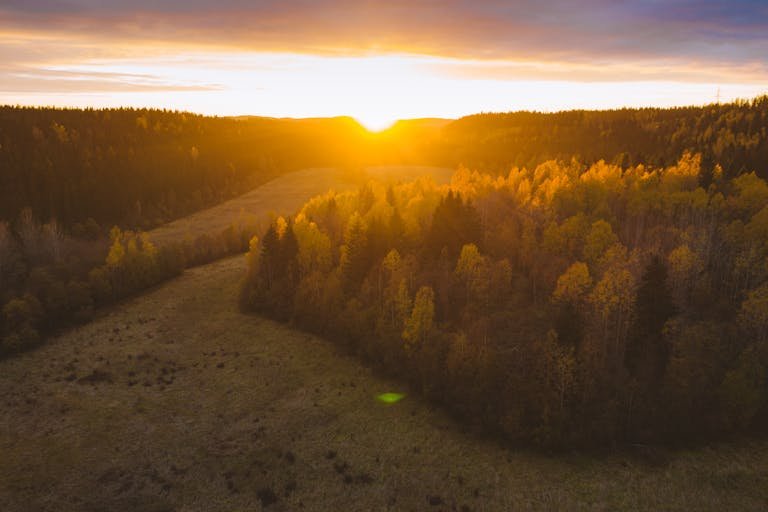 Aerial Footage of Autumn Trees during Golden Hour